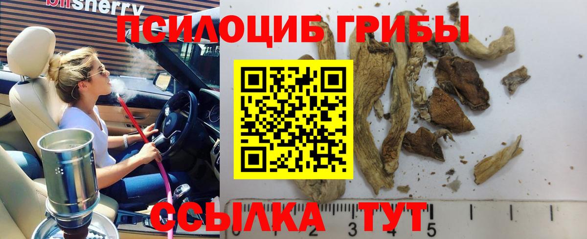 Псилоцибиновые грибы мицелий  Дербент  где купить наркоту  Галлюциногенные грибы Psilocybine cubensis 